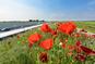 bloemen langs de snelweg