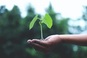 Plant die wordt vastgehouden