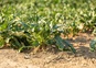 Lanbouwgrond met verschillende planten